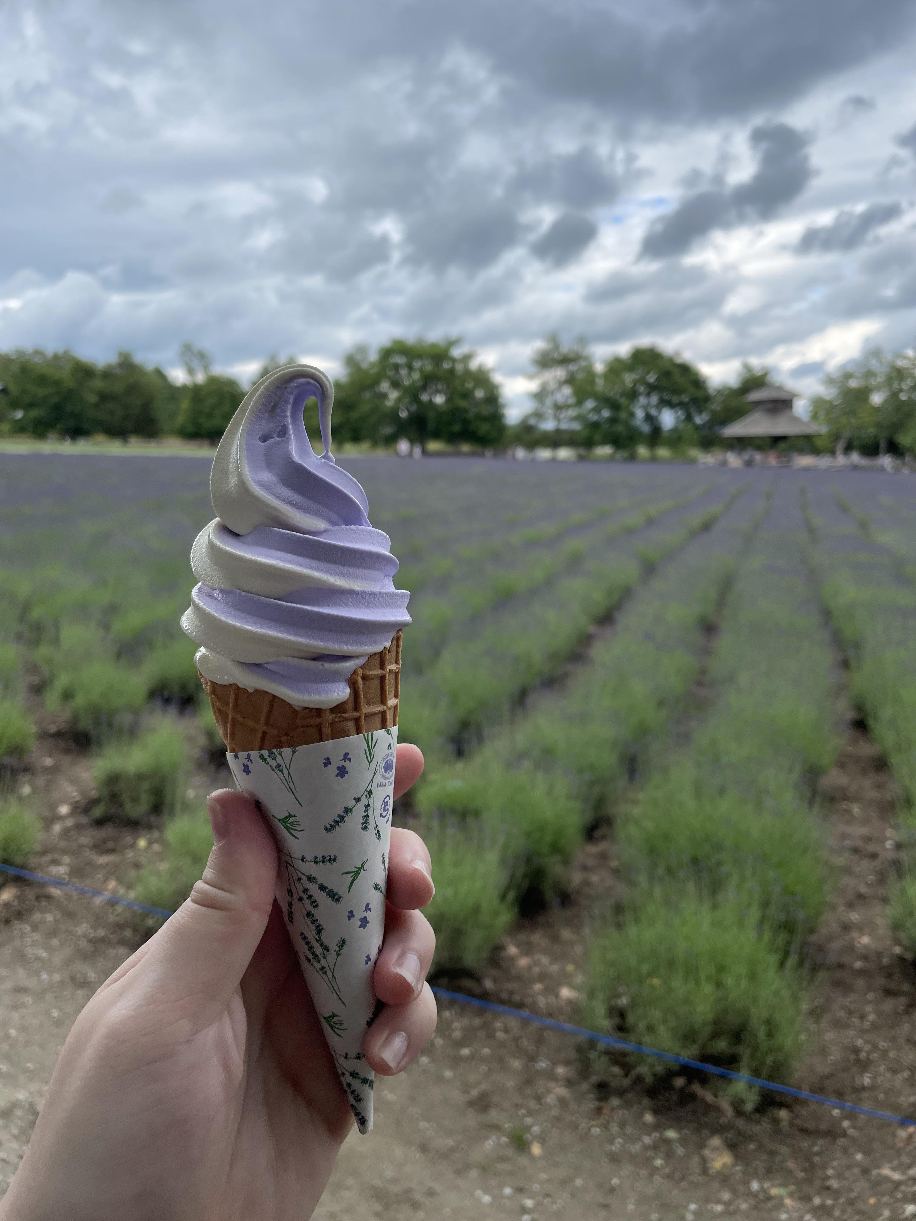 🌸 사쿠라 라벤더 정원(사쿠라 라벤다란도) 이미지 4